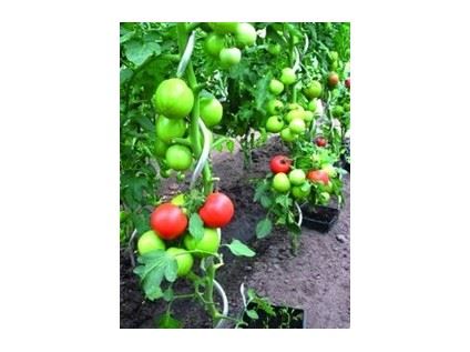PROTECO tyč k rajčatům spirálová 1.5m, 6mm PVC, 10.89-ST-1506-PVC